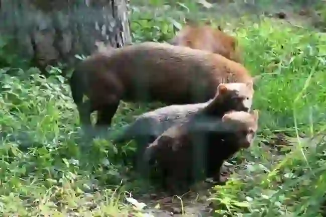 Bush Dog