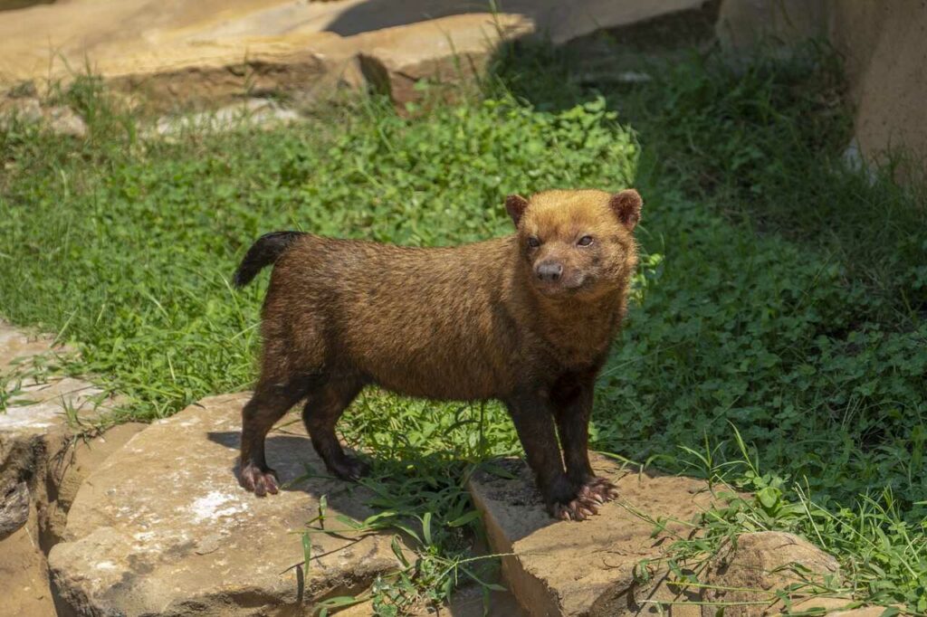 Bush Dog