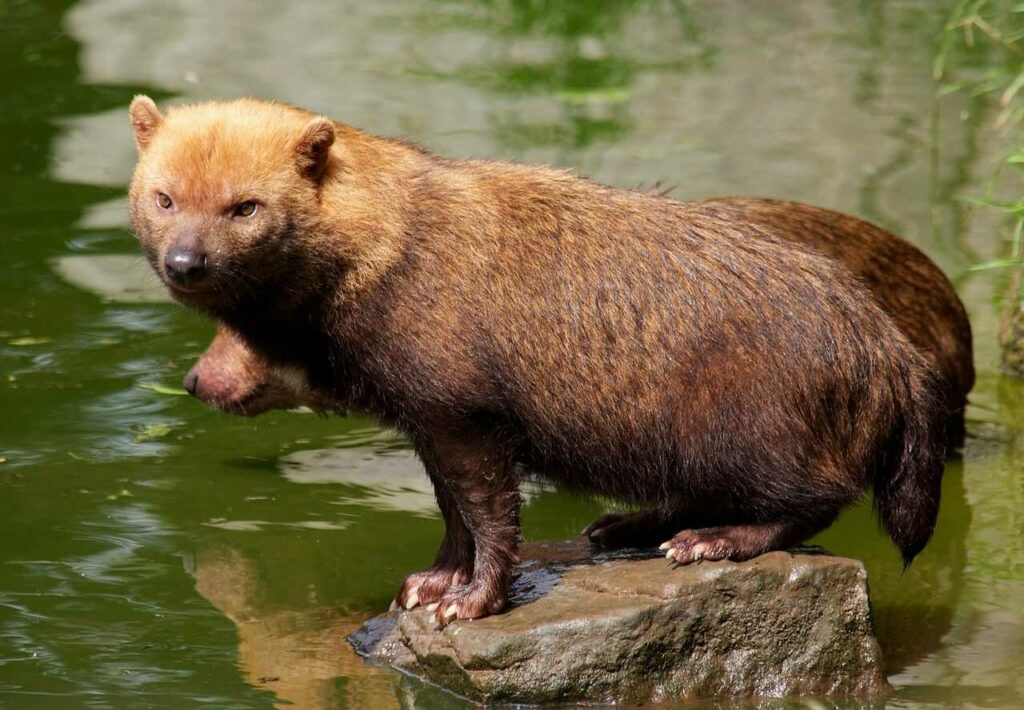 Bush Dog