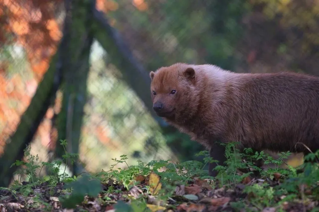 Bush Dog