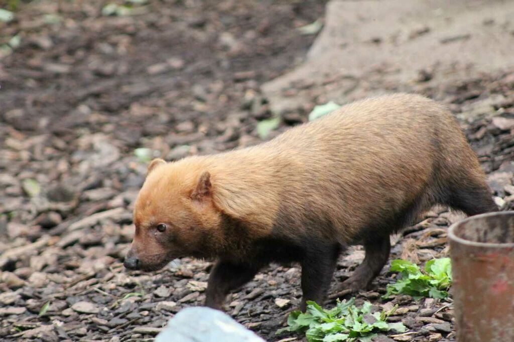 Bush Dog