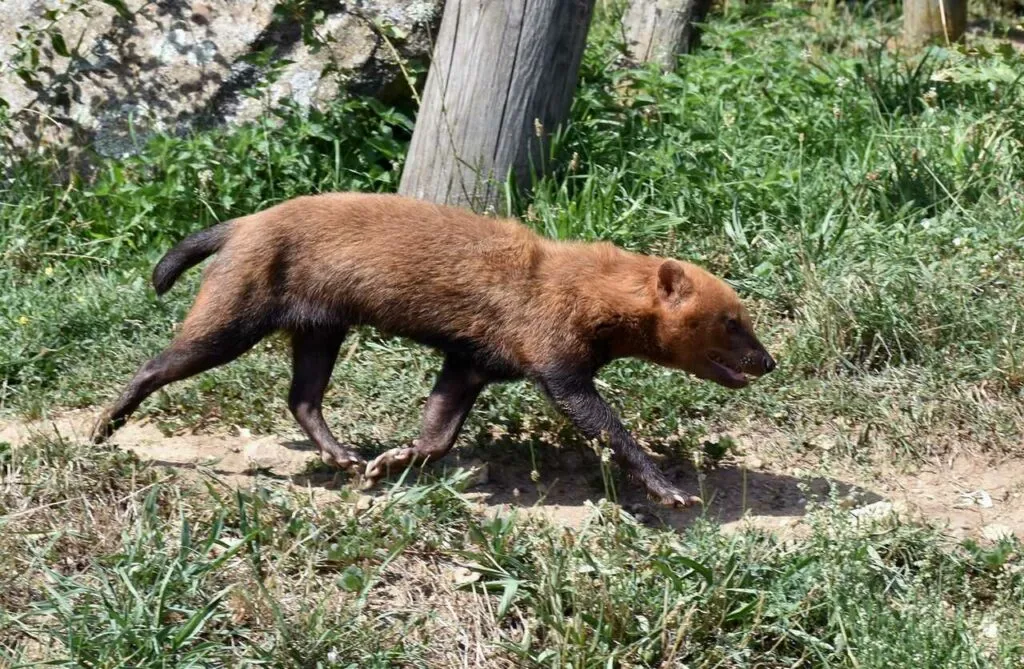 Bush Dog