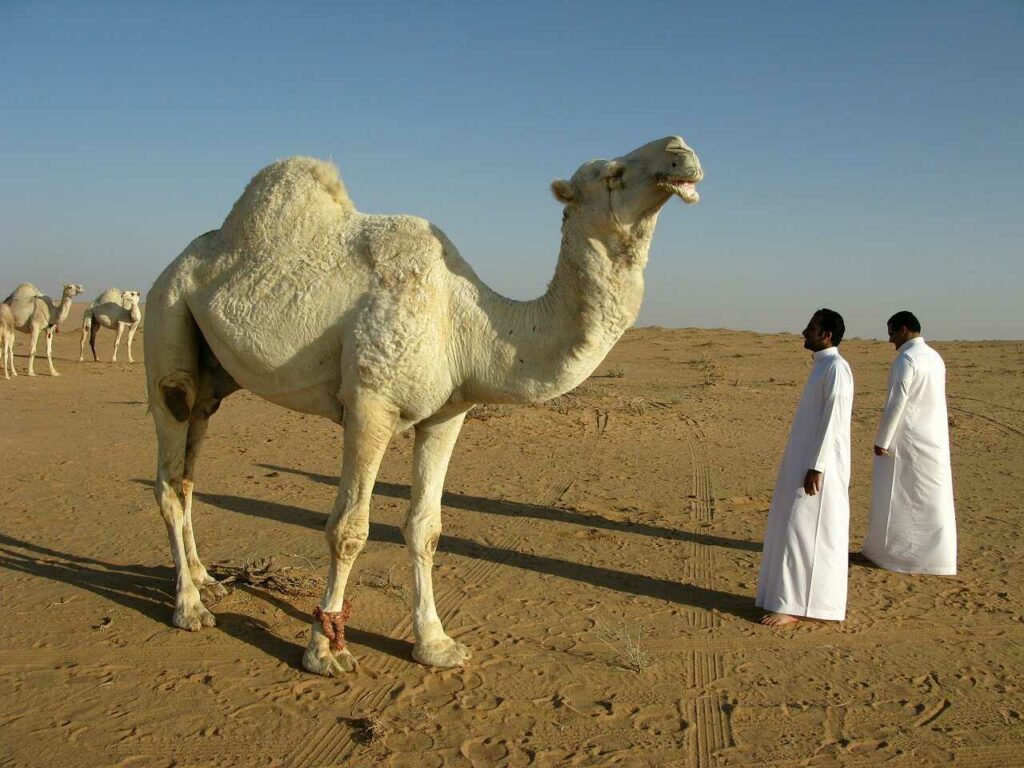 Camel