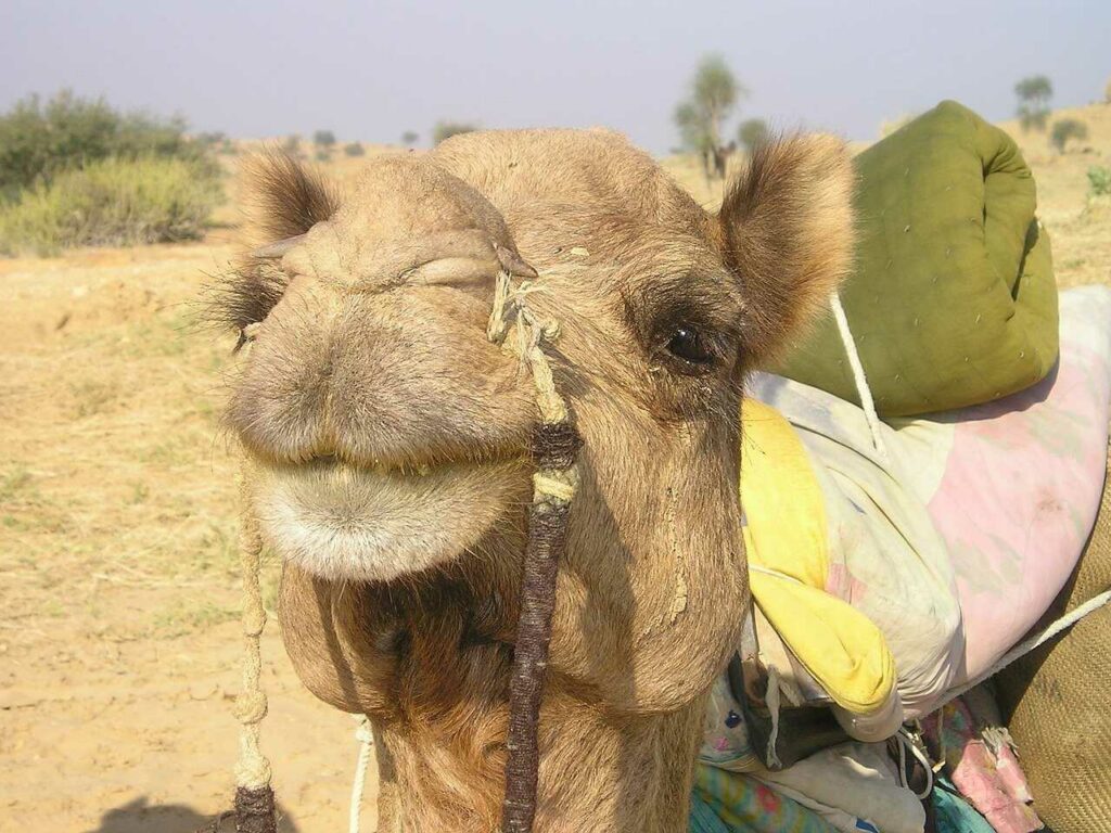 Camel