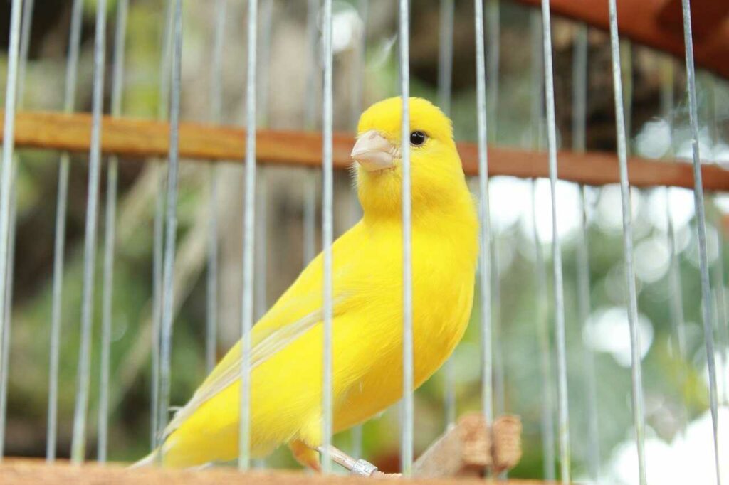 Canary