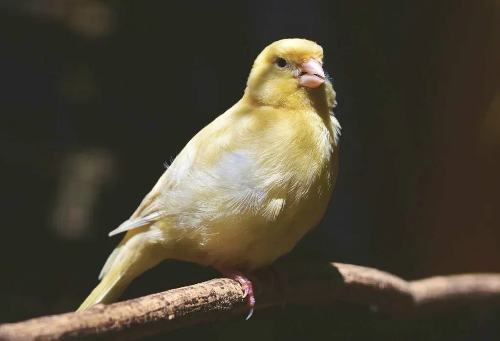 Canary