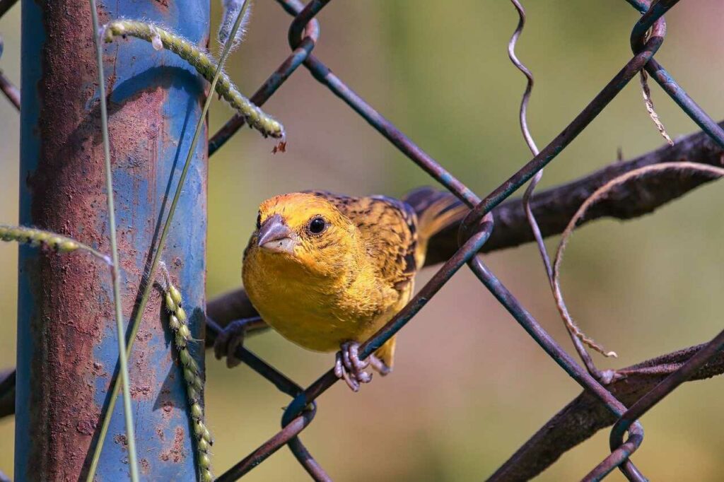 Canary