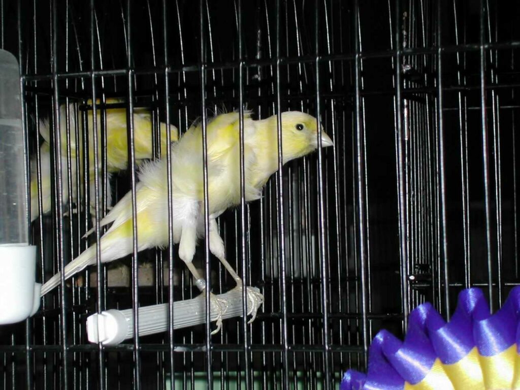 Canary