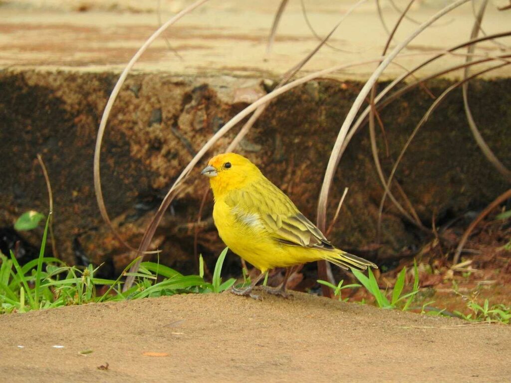 Canary