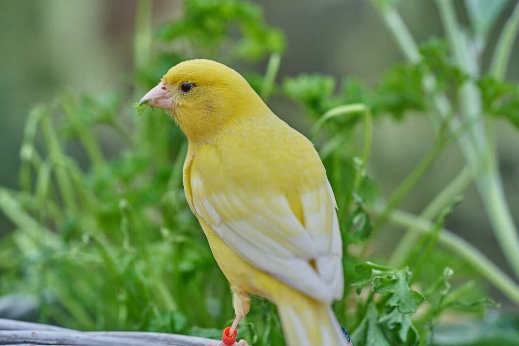 Canary