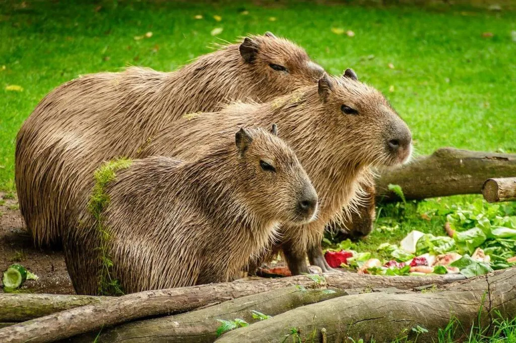 Capybara