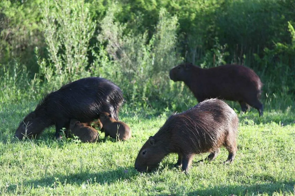 Capybara