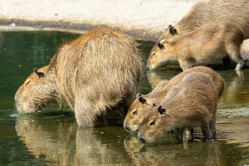 Capybara