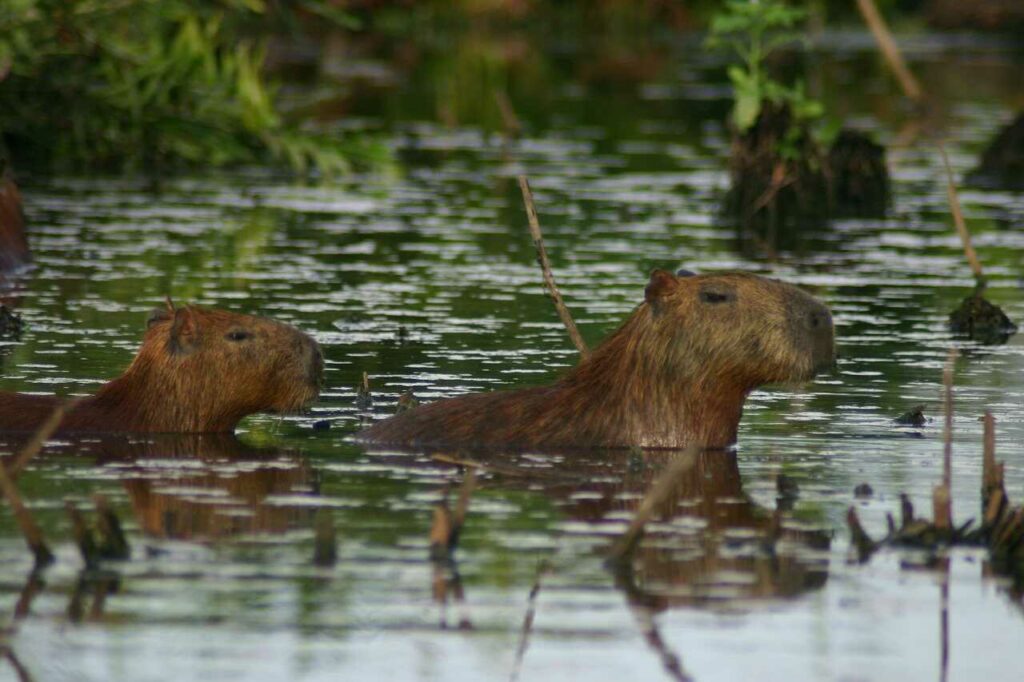 Capybara