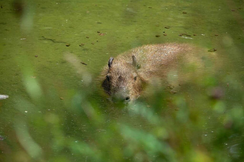 Capybara