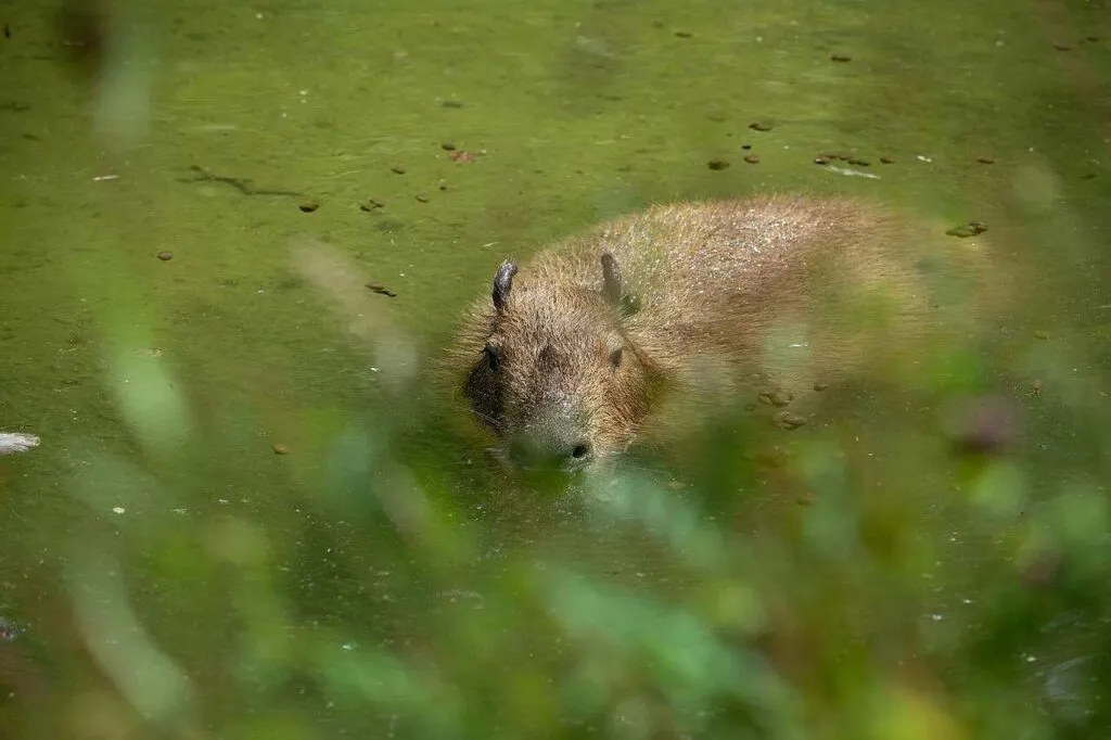 Capybara