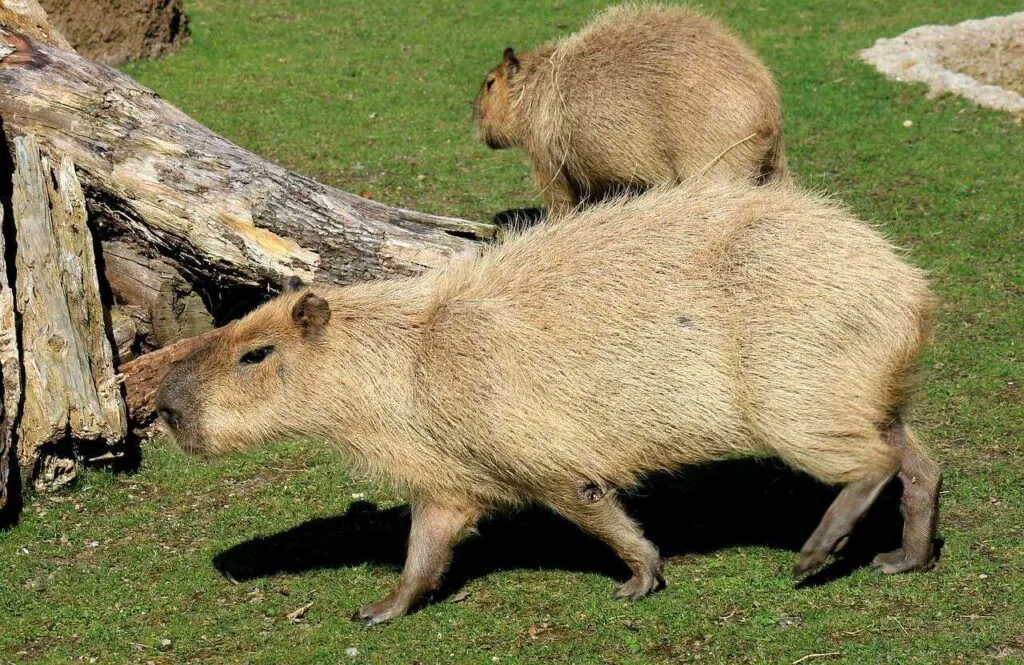 Capybara