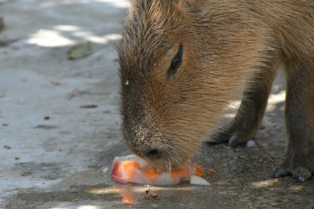 カピバラ