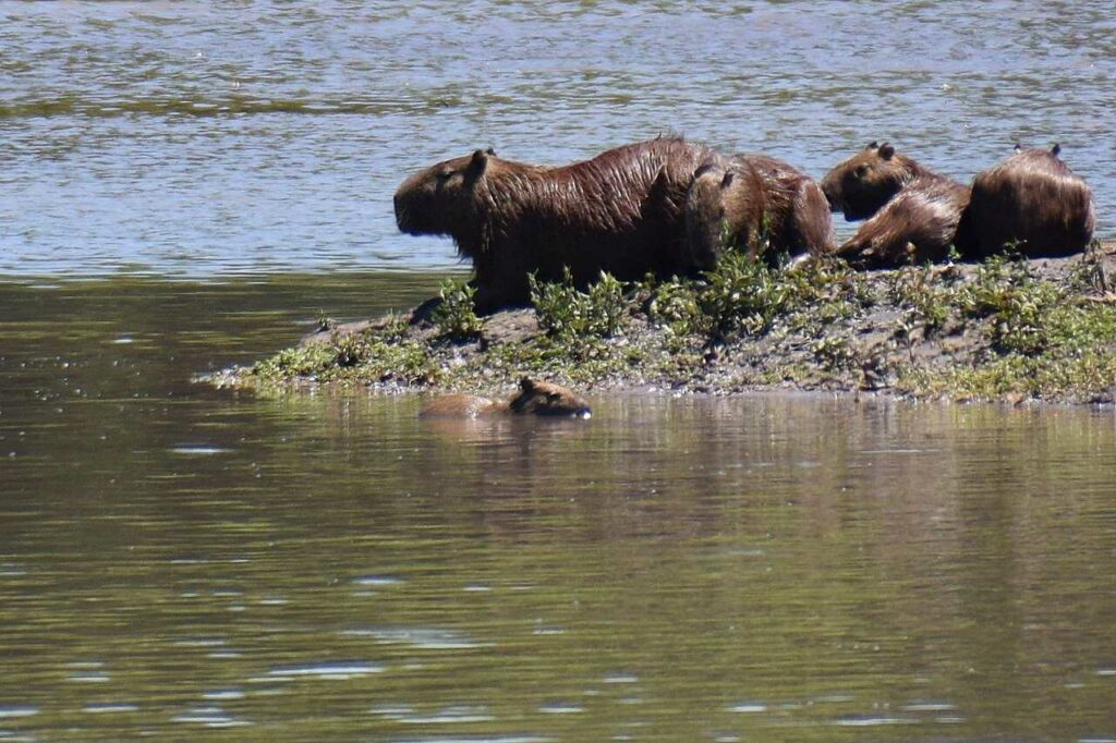 Capybara