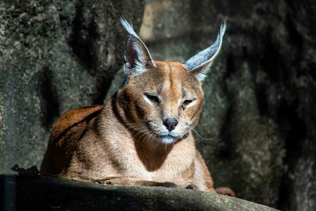 Caracal