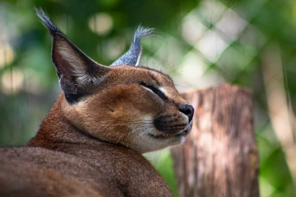 Caracal