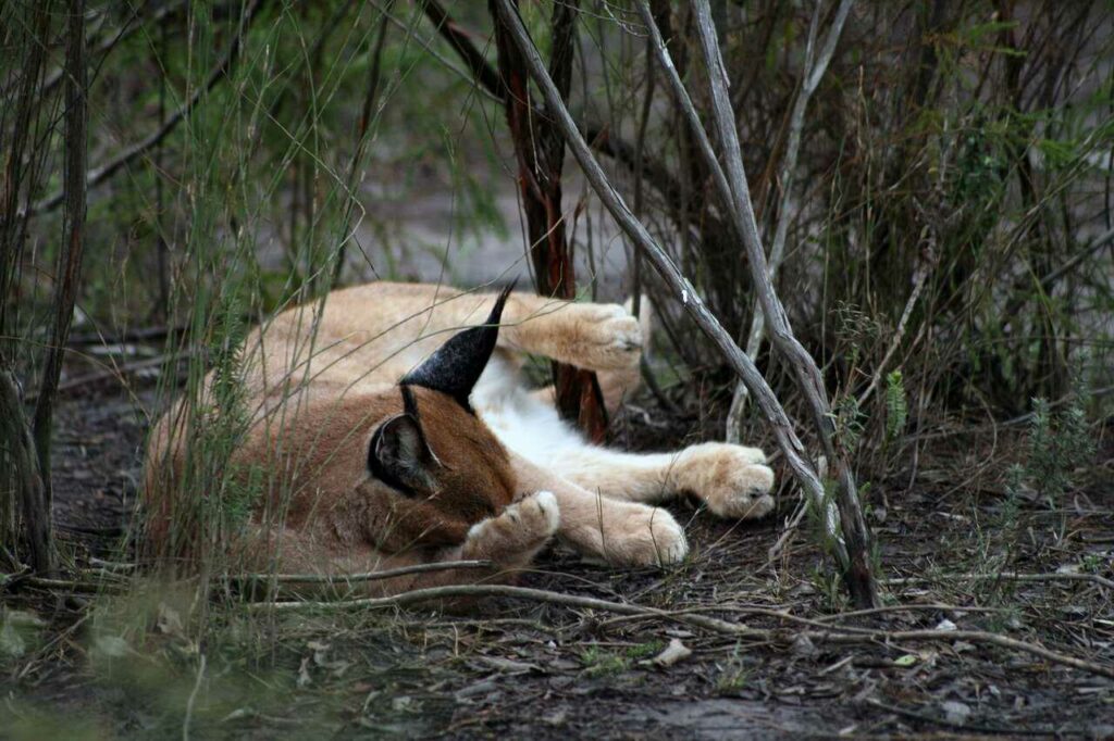 Caracal