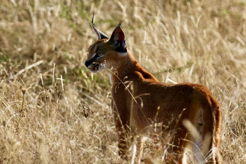 Caracal