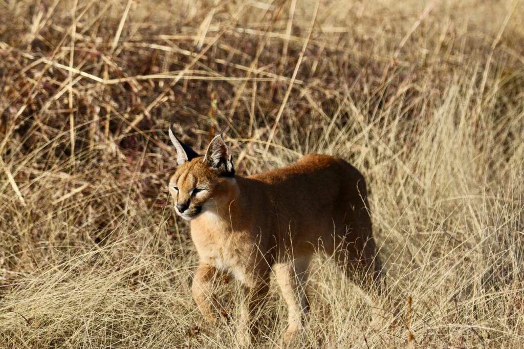 Caracal