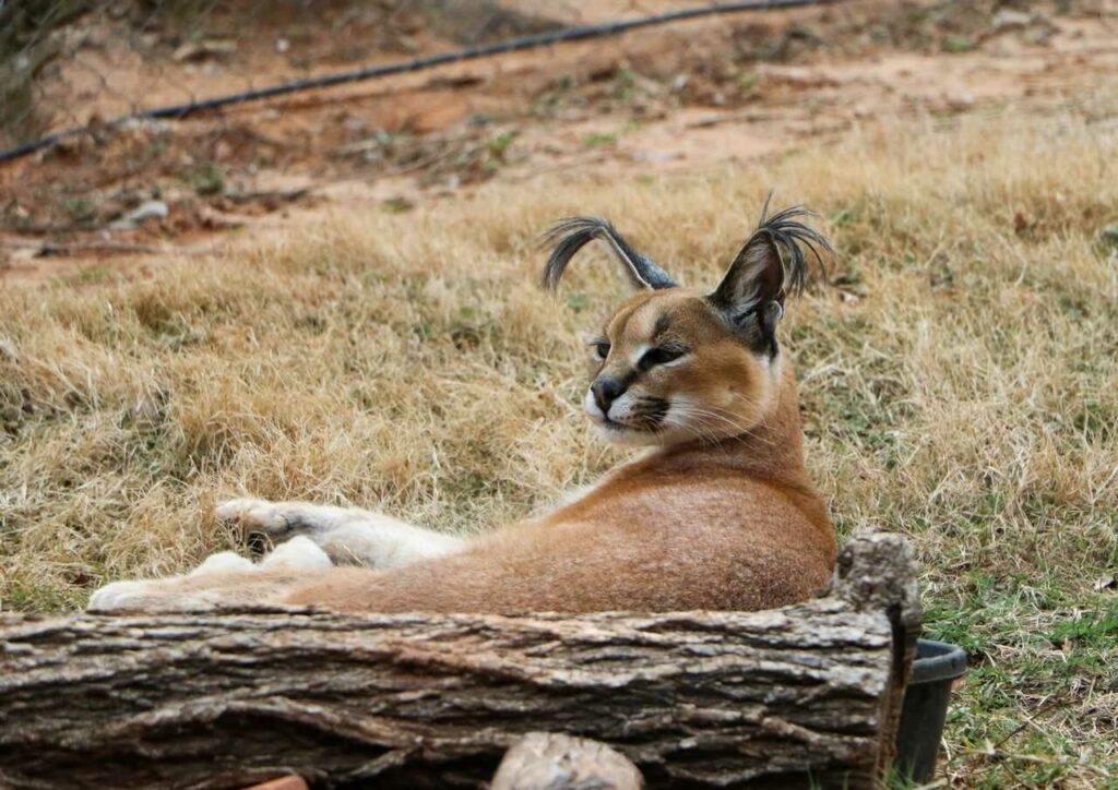 Caracal