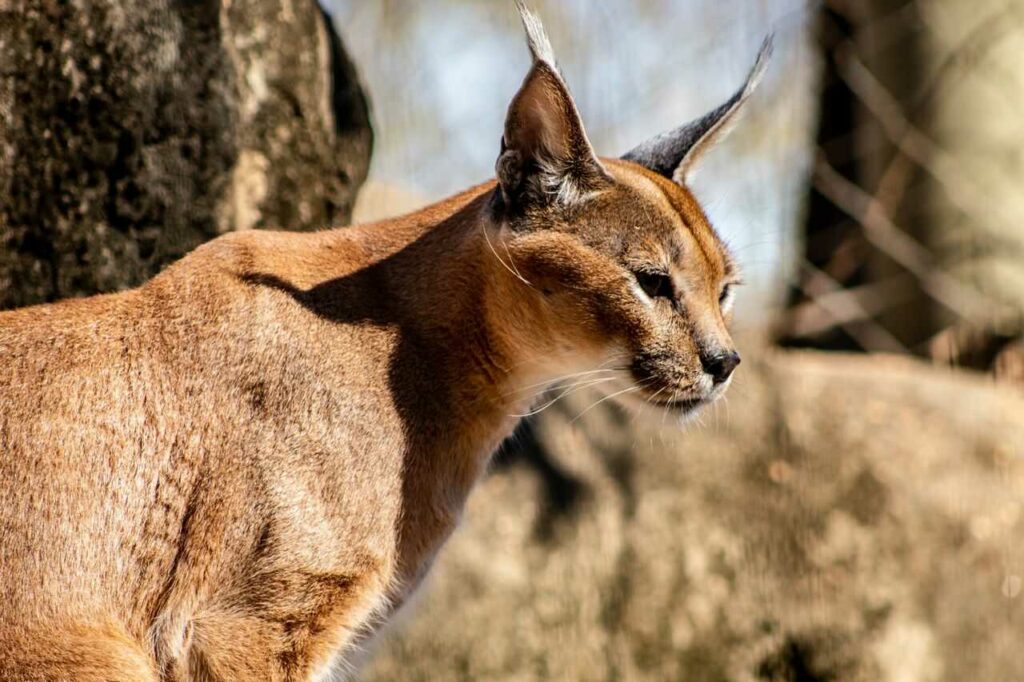 Caracal