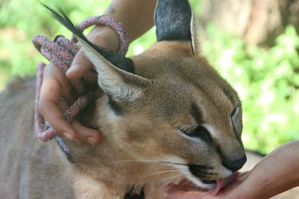 Caracal