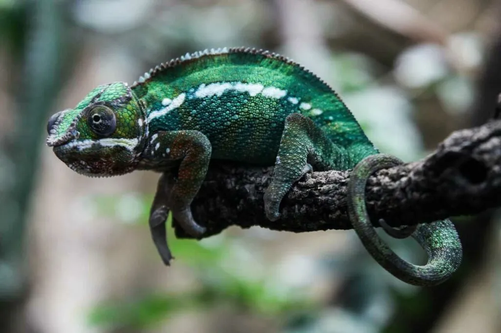 Chameleon