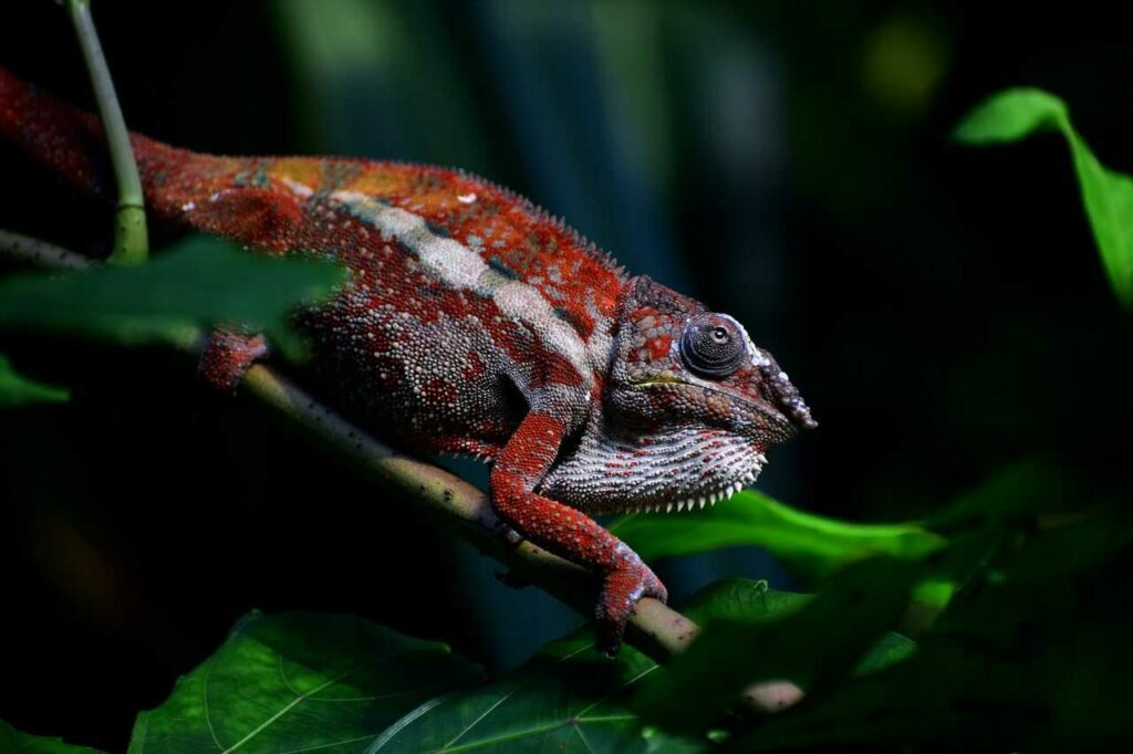 Chameleon