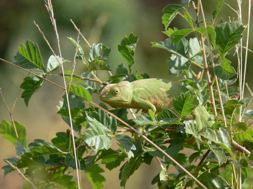 Chameleon