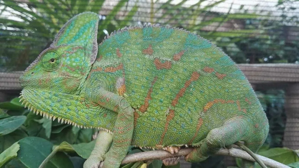 Chameleon