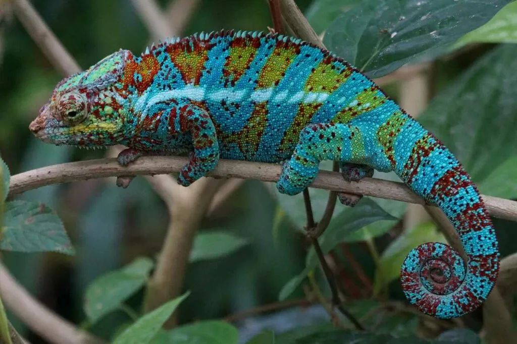 Chameleon