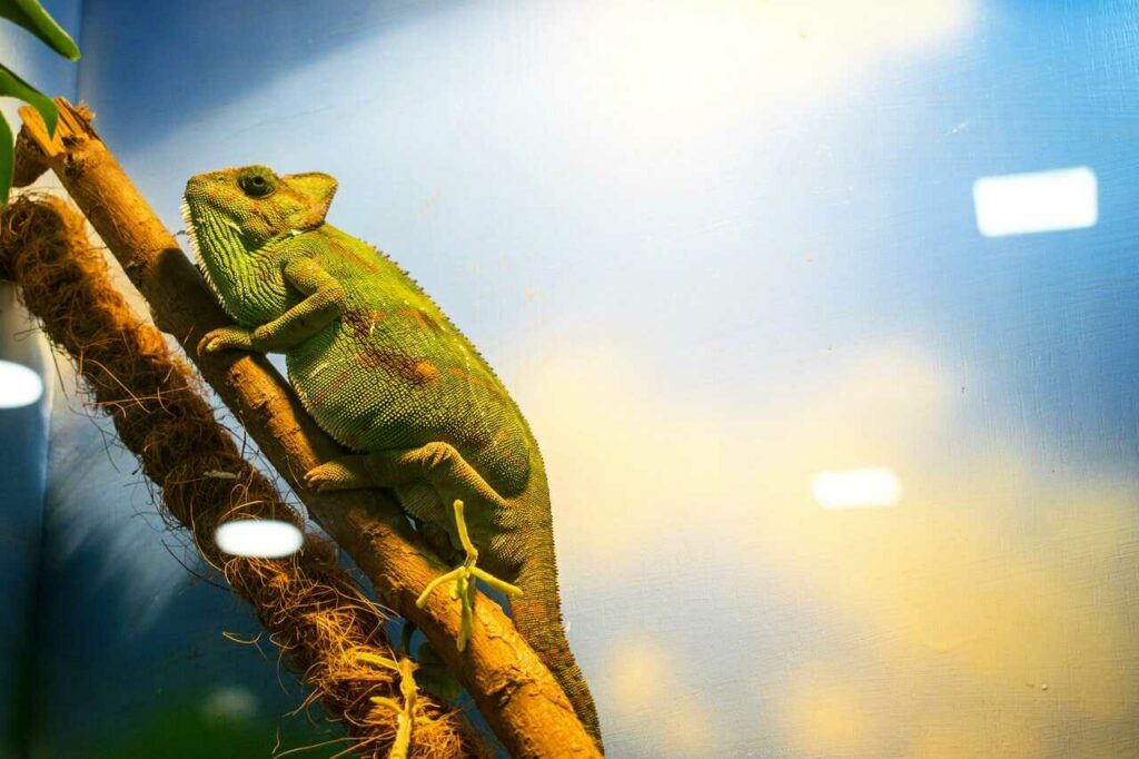 Chameleon