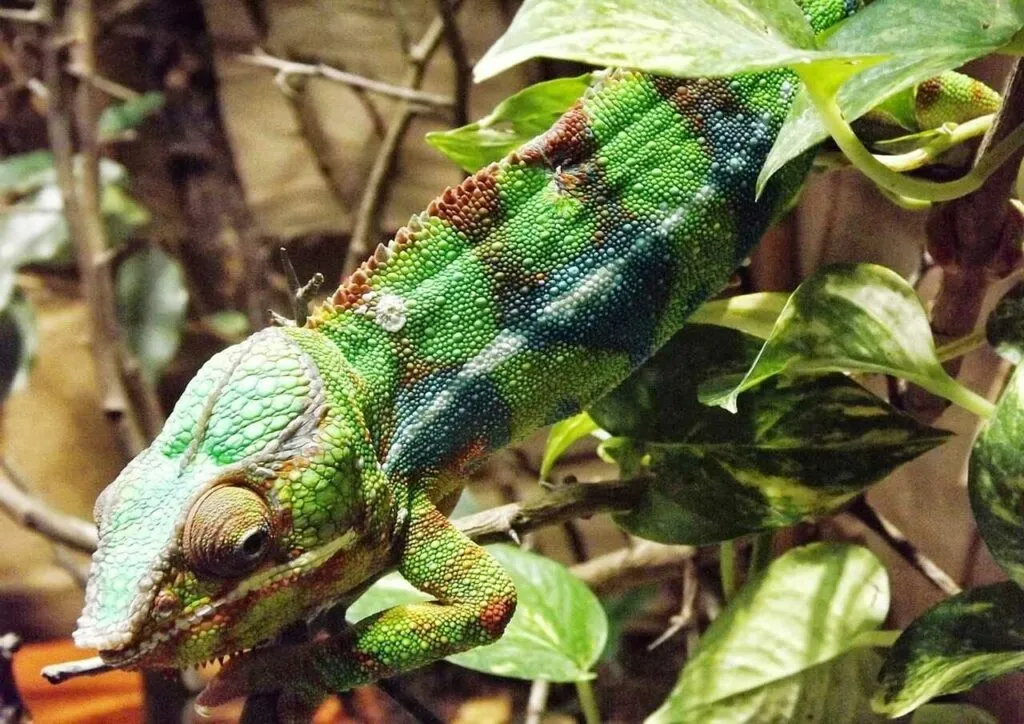 Chameleon