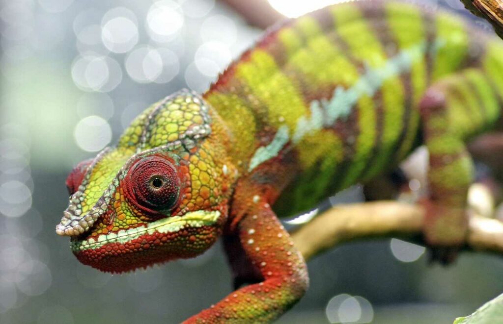 Chameleon