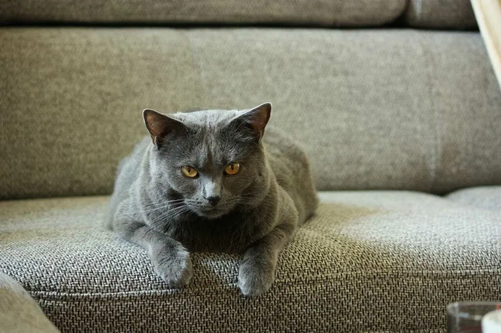 Chartreux