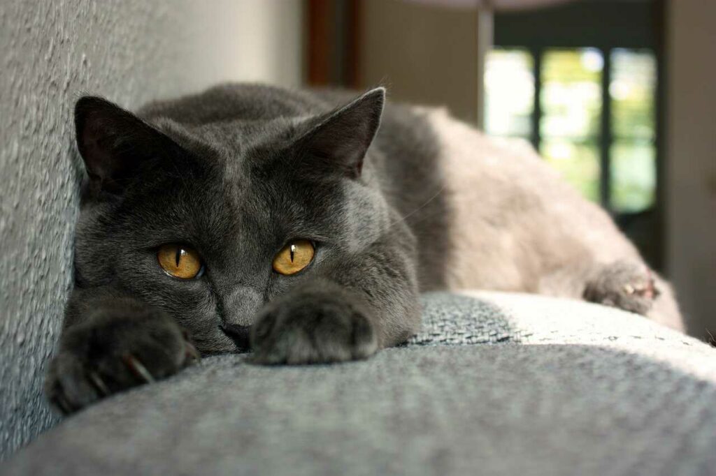 Chartreux