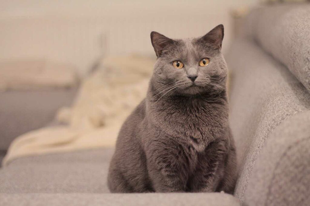 Chartreux