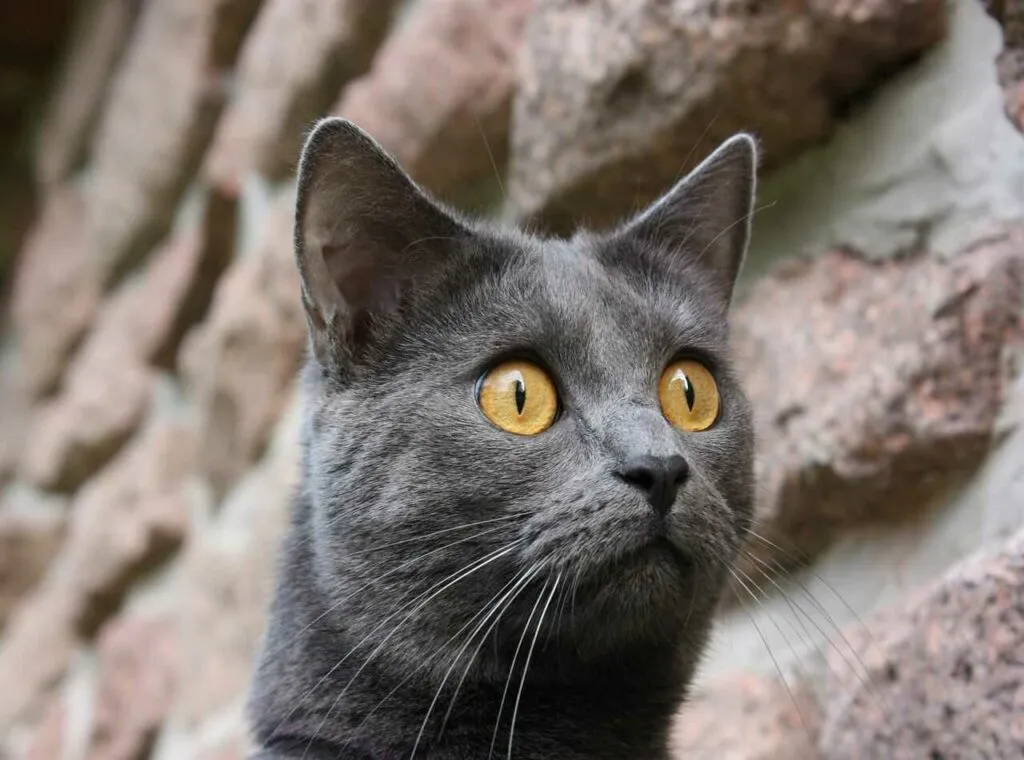 Chartreux