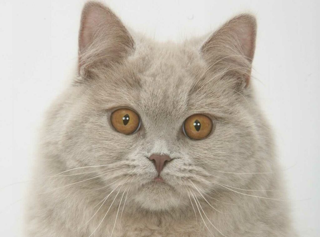 Chartreux