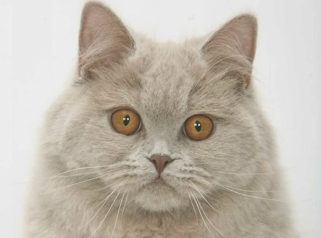 Chartreux