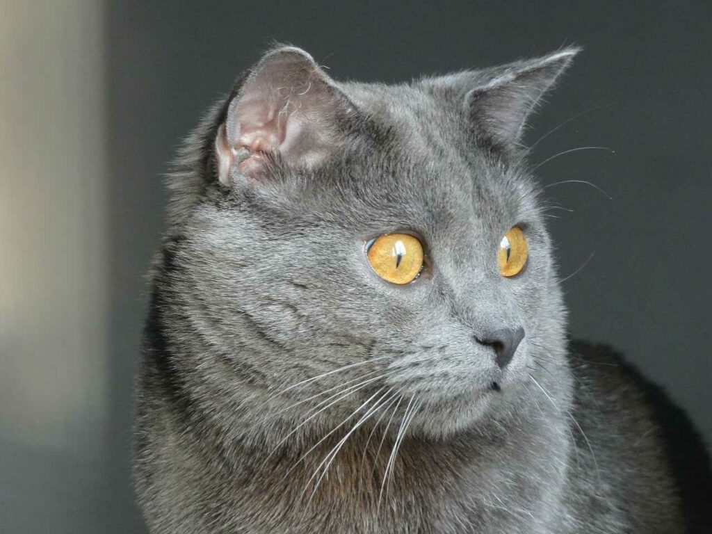 Chartreux