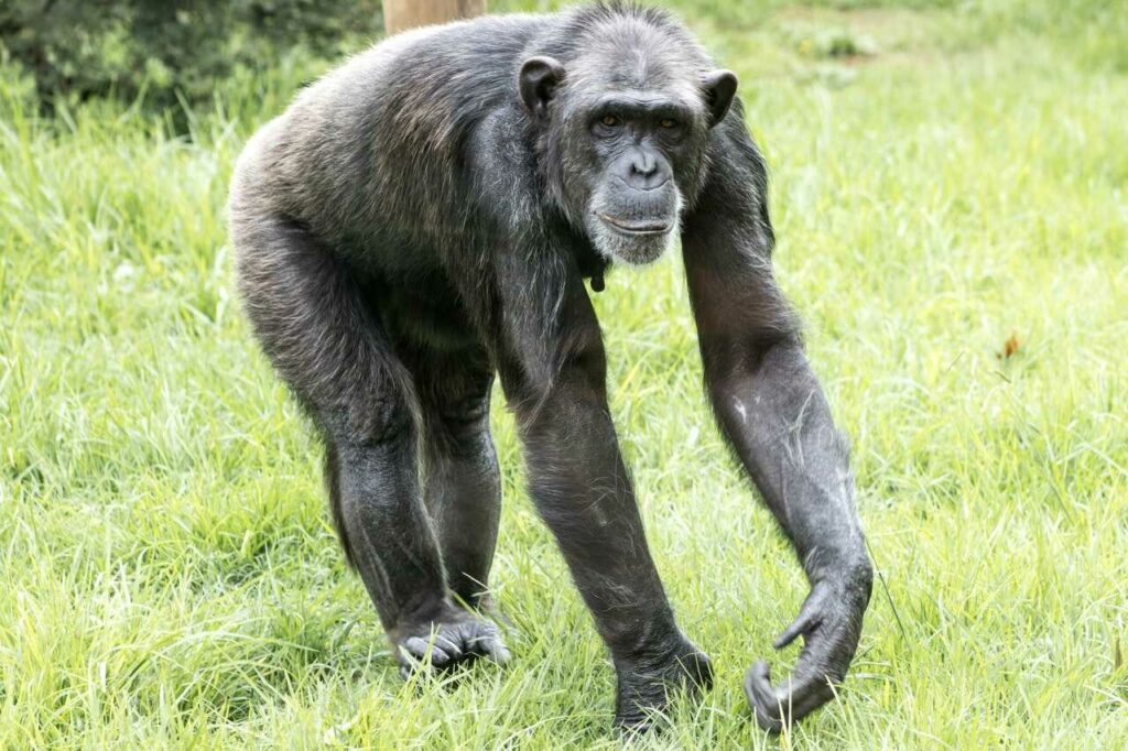 Chimpanzee