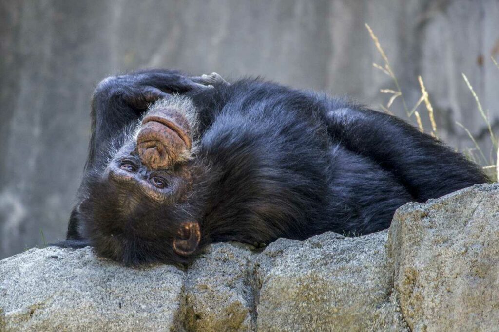 Chimpanzee