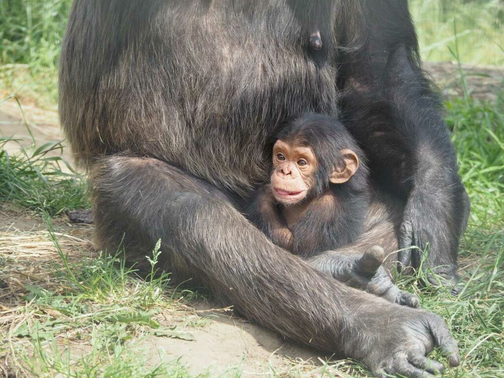 Chimpanzee