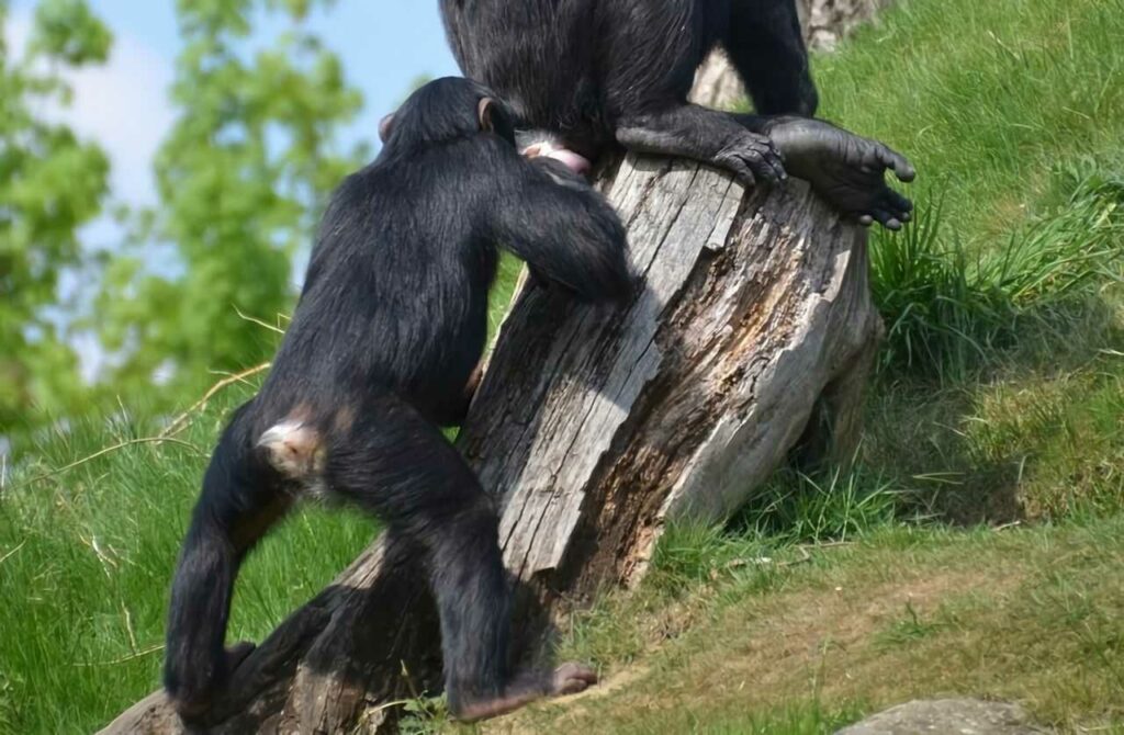 Chimpanzee